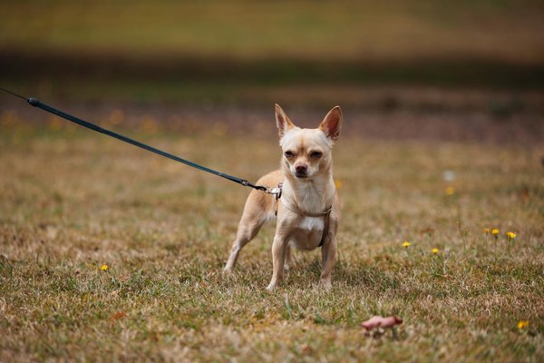 How is the UK automotive industry adapting to changing consumer behavior?